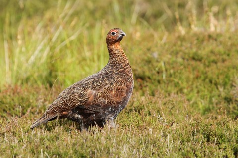 Red Grouse (Lagopus lagopus scotica), Scottish Highlands, United Kingdom, Europe