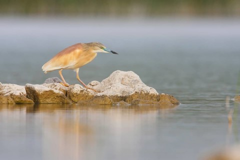Squacco Heron (Ardeola ralloides), Croatia, Europe