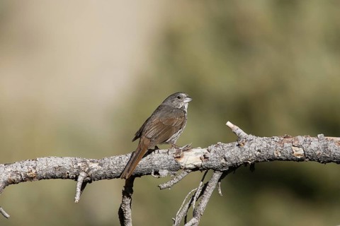 Slate-colored Fox Sparrow (Passerella schistacea canescens) male, California, USA, North America
