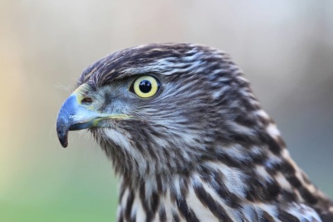 Northern Goshawk (Accipiter gentilis) juvenile female, Baden-Wuerttemberg, Germany, Europe