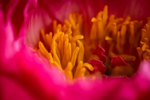 Stamens, petals, pink peony (Paeonia)