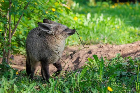 A Bat-eared fox (Otocyon megalotis) stands next to a sandy place in a green meadow on a sunny day