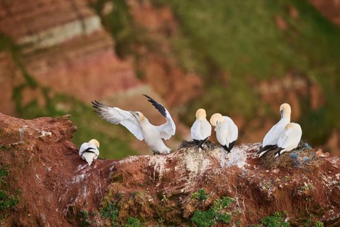 Northern gannet (Morus bassanus) standing on the cliff shaking its wings, wildlife, Helgoland,