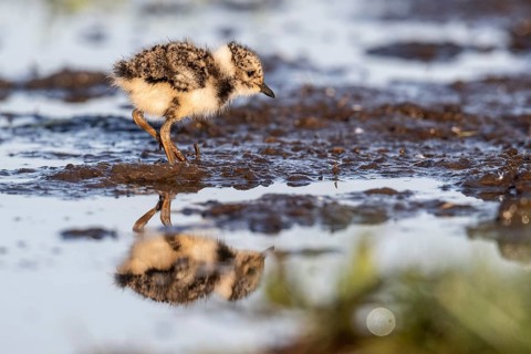 Young lapwing (Vanellus vanellus), Lower Saxony, Germany, Europe