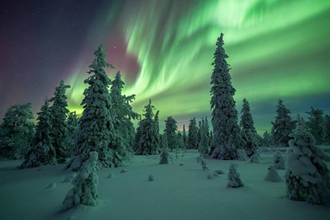 Northern lights over winter landscape, snow-covered trees, Riisitunturi National Park, Posio,