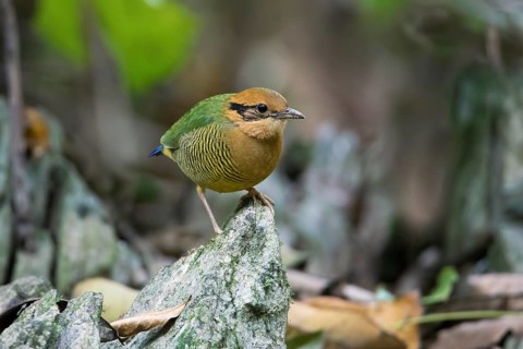 Bar-bellied Pitta (Hydrornis elliotii) female perched on the ground, Cuc Phuong, Vietnam, Asia