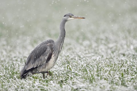 Mit Bedacht... Graureiher *Ardea cinerea* schreitet im Schneefall durch ein Getreidefeld