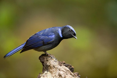 Large Niltava (Niltava grandis) male, Yunnan, China, Asia