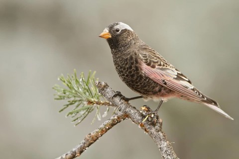 Black Rosy Finch (Leucosticte atrata), New Mexico, USA, North America