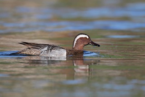 Garganey (Spatula querquedula) male, Aargau, Switzerland, Europe
