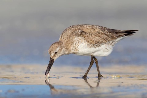 Red Knot (Calidris canutus), Florida, USA, North America