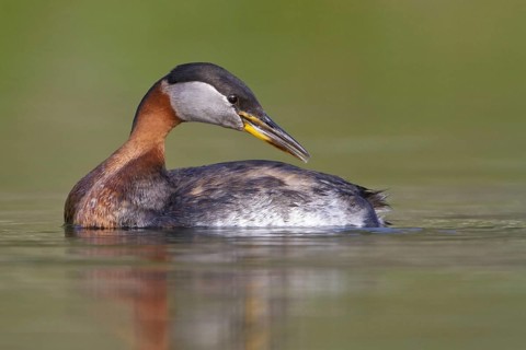 Red-necked Grebe (Podiceps grisegena), British Columbia, Canada, North America