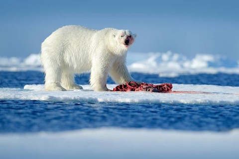Polar bear on the ice. Surfacing dangerous polar bear in ice with seal carcass. Wildlife action