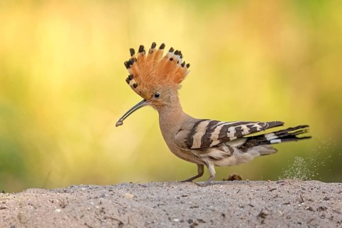 Eurasian Hoopoe (Upupa epops) foraging, Saxony-Anhalt, Germany, Europe