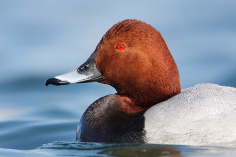 Common Pochard (Aythya ferina) male, Baden-Wuerttemberg, Germany, Europe