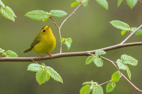 Wilsons Warbler (Wilsonia pusilla)perched on a branch in Victoria, BC, Canada, North America