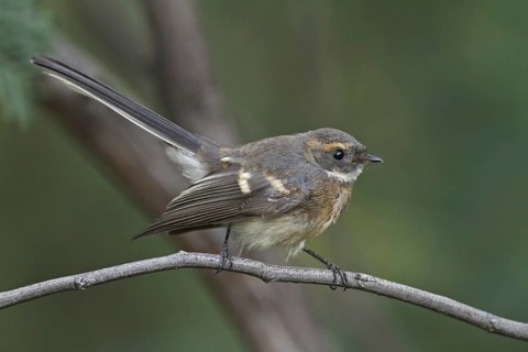 Grey Fantail (Rhipidura albiscapa) juvenile, Victoria, Australia, Oceania