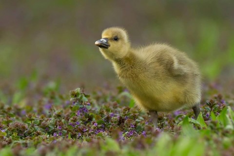 Greylag Goose (Anser anser) chick, Bavaria, Germany, Europe