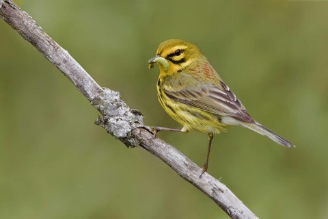 Prairie Warbler (Setophaga discolor) male, Ontario, Canada, North America