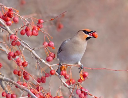 Bohemian Waxwing (Bombycilla garrulus) eating berries, Saskatchewan, Canada, North America
