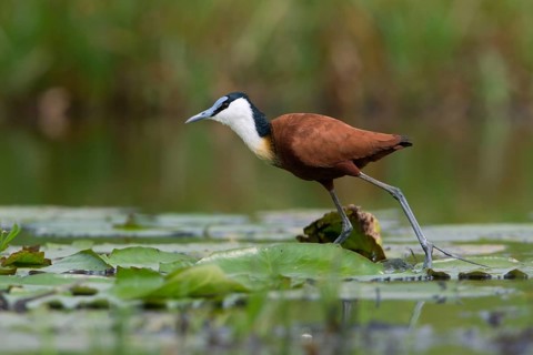 African Jacana (Actophilornis africanus) foraging, Uganda, Africa