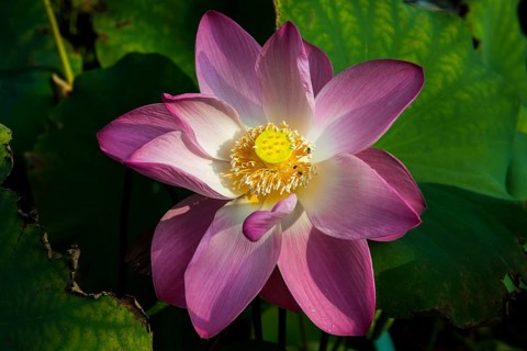Lotus, Ko Chang, Koh Chang, Mu Ko Chang National Park, Trat, Thailand, Asia