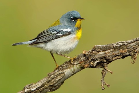 Northern Parula (Setophaga americana), Texas, USA, North America
