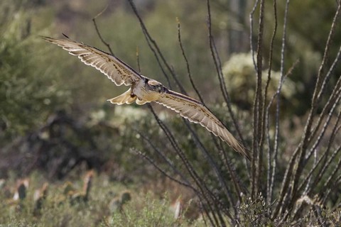 Ferruginous Hawk (Buteo regalis), Arizona, USA, North America