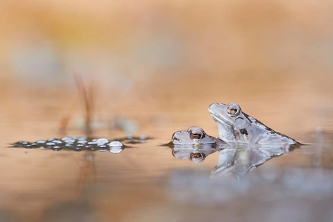 Common Frog (Rana temporaria) pair mating in spawning pond, Canton of Grisons, Switzerland, Europe