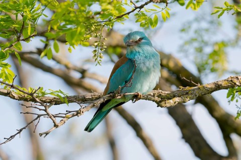 European Roller (Coracias garrulus) perched on a branch, Puszta, Hungary, Europe