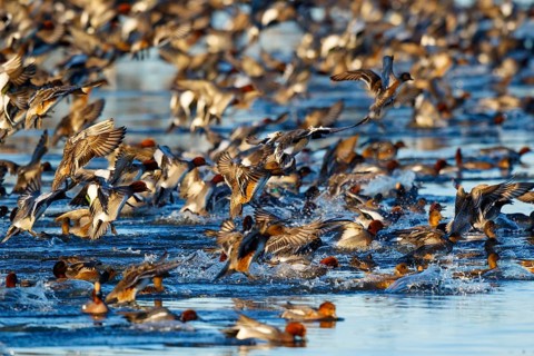 Eurasian Wigeon (Mareca penelope) group taking flight, Netherlands