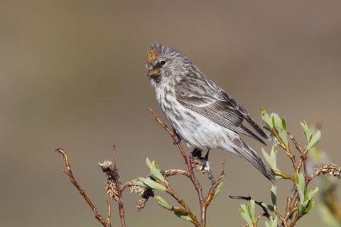Common Redpoll (Acanthis flammea), Alaska, USA, North America