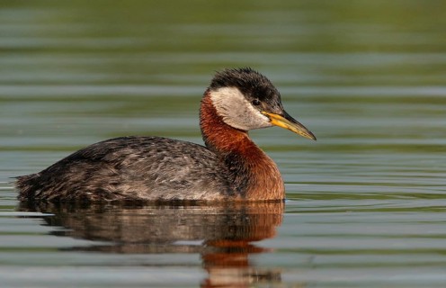 Red-necked Grebe (Podiceps grisegena), Alaska, USA, North America