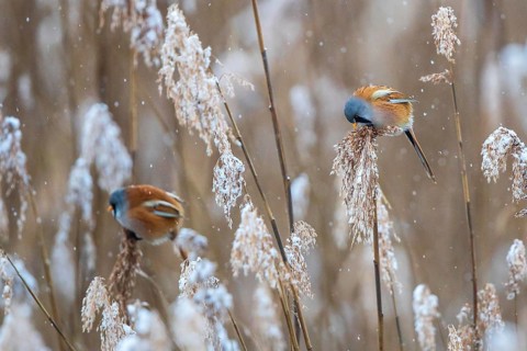 Bearded Reedling (Panurus biarmicus) two males perched in reedbed, Baden-Wuerttemberg, Germany,