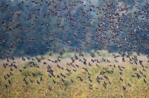 Common Starling (Sturnus vulgaris) large swarm flying in at sleeping place, Brandenburg, Germany,