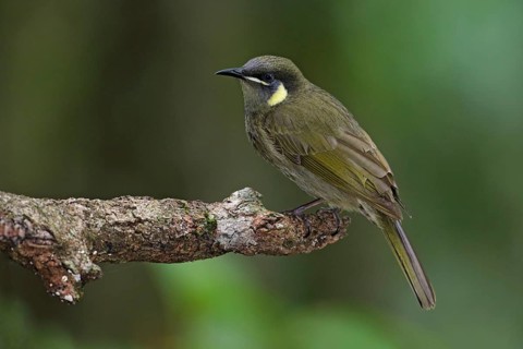 Lewin's Honeyeater (Meliphaga lewinii) perched on a branch, Queensland, Australia, Oceania