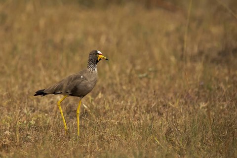African Wattled Lapwing (Vanellus senegallus), Lake Mburo National Park, Uganda, Africa