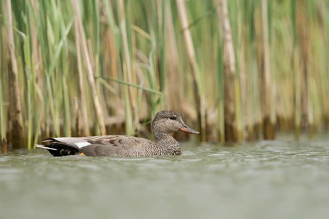 Gadwall (Mareca strepera) male, North Rhine-Westphalia, Germany, Europe
