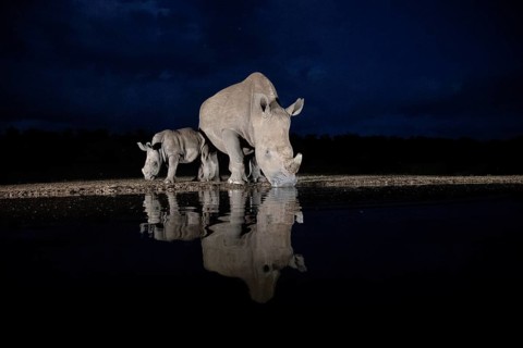 White rhinoceros (Ceratotherium simum) mother with calf at waterhole at night, Kruger National