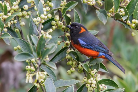 Scarlet-bellied Mountain-Tanager (Anisognathus igniventris) feeding on berries in Manu National