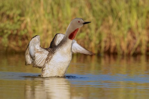 Red-throated Loon (Gavia stellata) in a pond near Nome, Alaska
