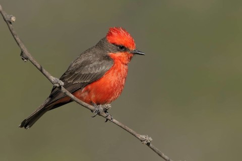 Vermilion Flycatcher (Pyrocephalus rubinus), Arizona, USA, North America