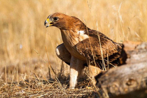 Booted Eagle (Hieraaetus pennatus) juvenile, Castile and Leon, Spain, Europe
