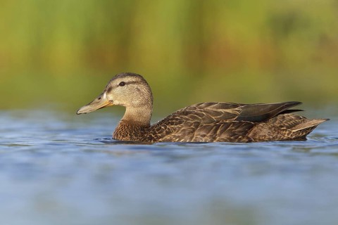 American Black Duck (Anas rubripes), Newfoundland, Canada, North America