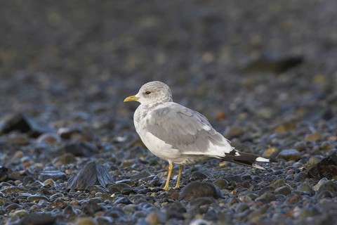 Mew Gull (Larus canus), British Columbia, Canada, North America