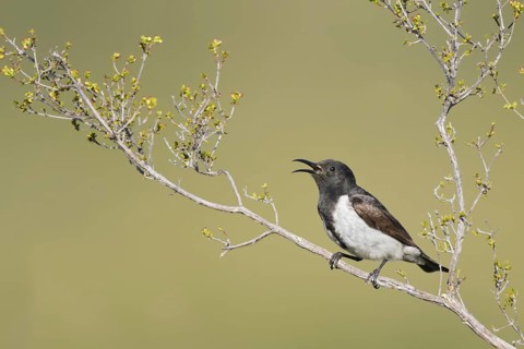 Black Honeyeater (Sugomel nigrum) singing, Western Australia, Australia, Oceania