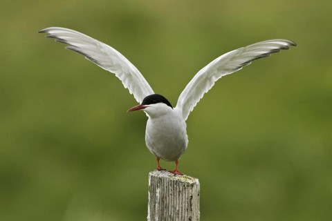 Arctic Tern (Sterna paradisaea), Iceland, Europe