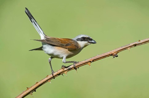 Red-backed Shrike (Lanius collurio) male perched on a branch, Aosta Valley, Italy, Europe