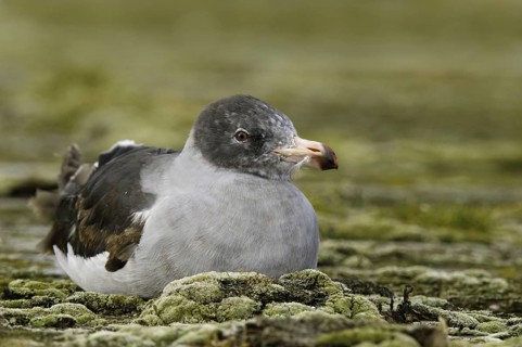 Dolphin Gull (Leucophaeus scoresbii), Falkland Islands, South America