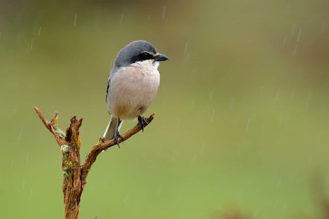 Southern Grey Shrike (Lanius meridionalis) male perched on a branch in rain, Andalusia, Spain,